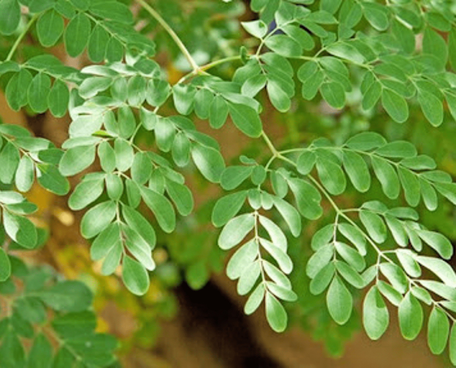 Moringa